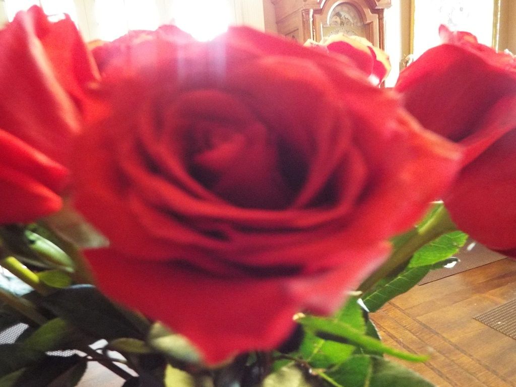 Roses 1